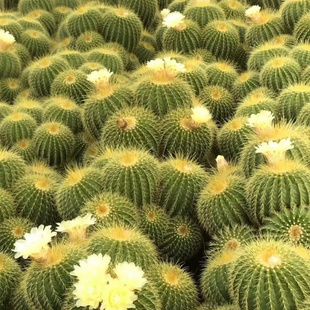 群生仙人球多头盆栽超大金虎仙人球绿植多肉仙人掌有刺电脑桌摆植