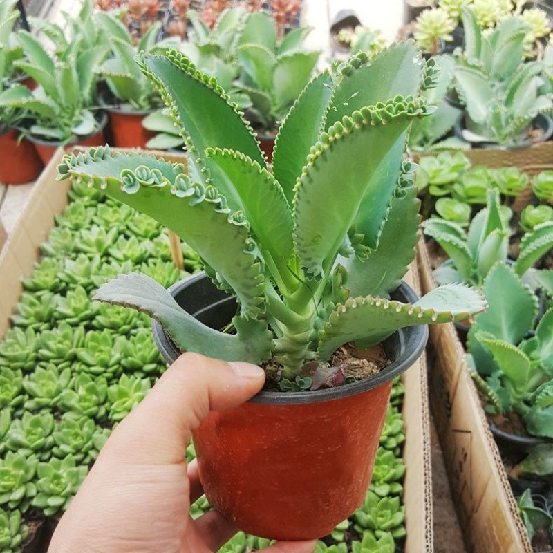 不死鸟多肉植物宽叶不死鸟落地生根老桩绿植盆栽花卉蕾丝公主桌摆