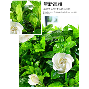 栀子花盆栽带花苞室内四季好养真花卉绿植茉莉苗客厅水培鲜花植物