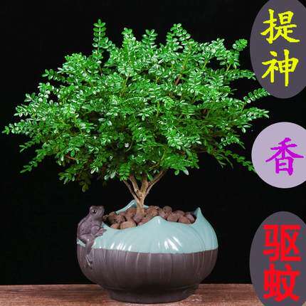 清香木绿植盆栽室内客厅办公室桌面好养花卉植物四季常青盆景驱蚊