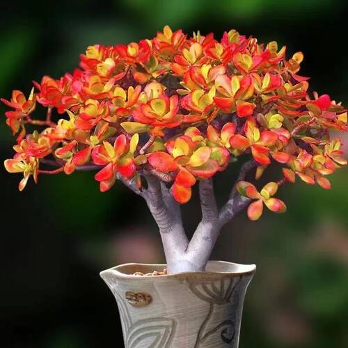 姬红花月红叶老桩玉树多肉植物新