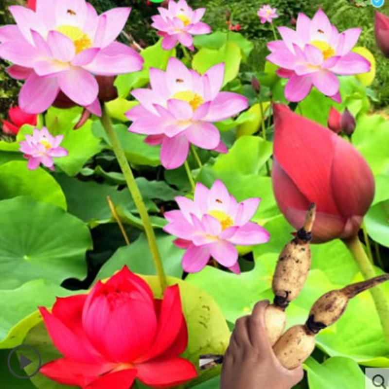 莲藕种根苗荷花苗盆栽水养莲花大