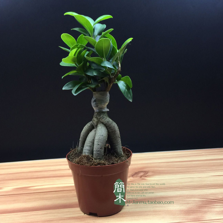 人参榕树盆景 小榕树树桩盆景盆栽 客厅家庭四季桌面景观植物
