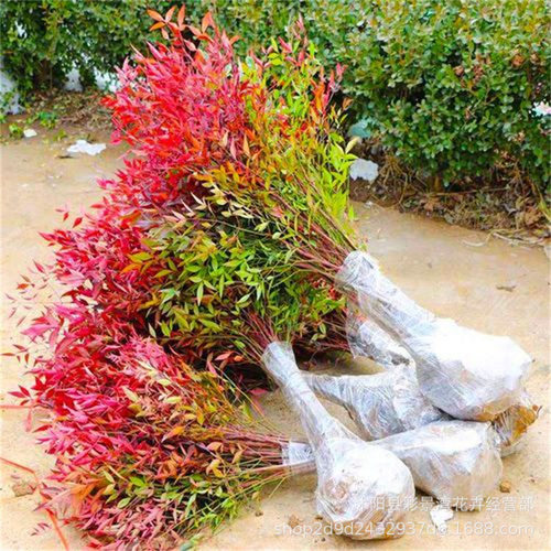 批发火焰南天竹工程绿化小苗盆栽