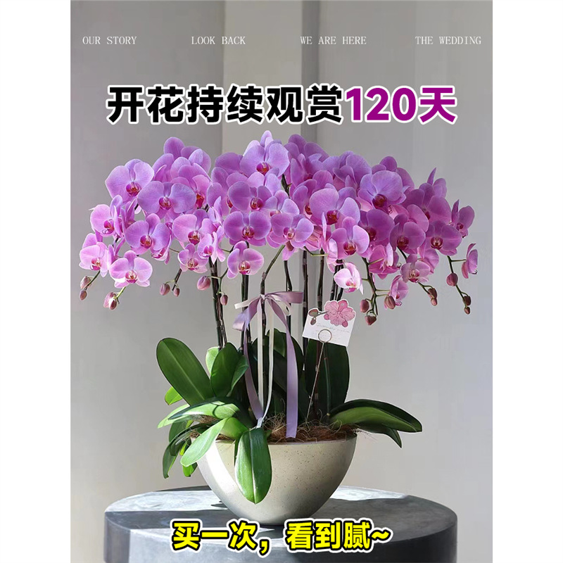 蝴蝶兰盆栽带花苞秋冬耐寒鲜花卉