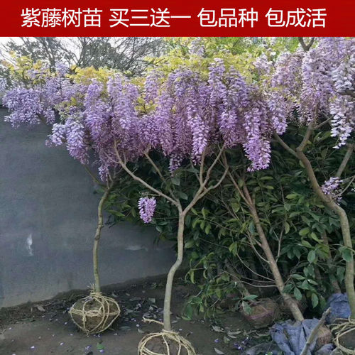 多花紫藤花苗树苗爬藤屋顶盆栽花园围墙庭院攀援植物可食用紫藤萝