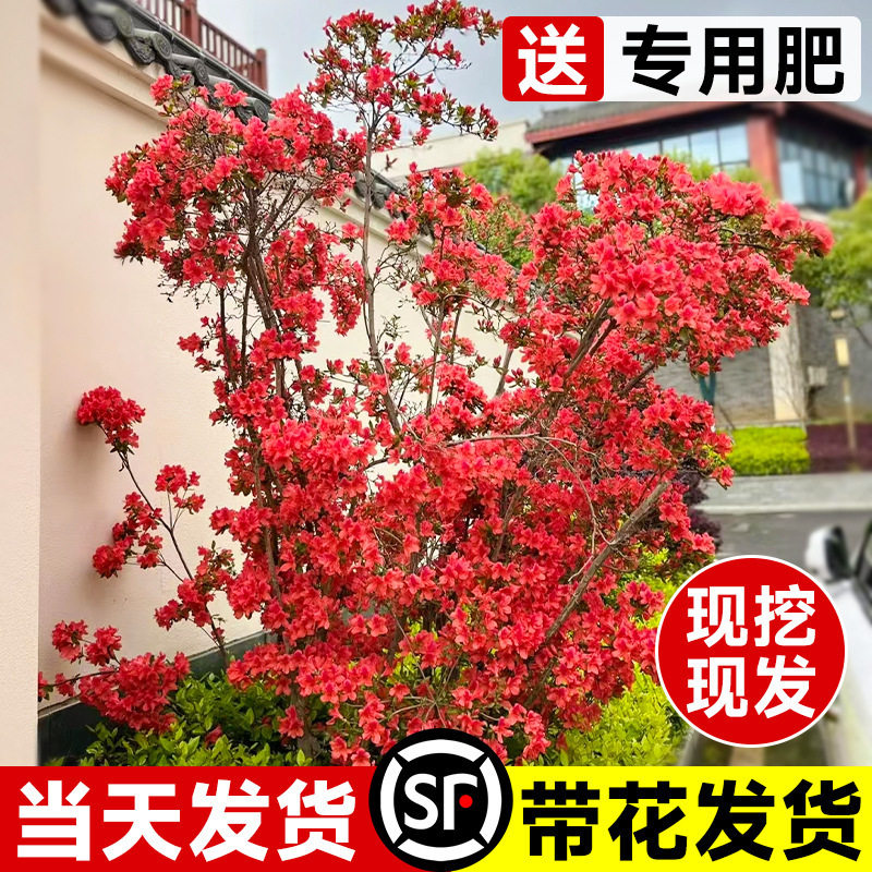 映山红树苗庭院老桩盆栽南方北方图片