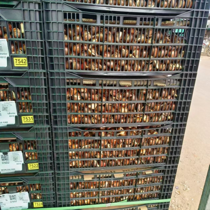 郁金香种球多年生花卉种子土培水