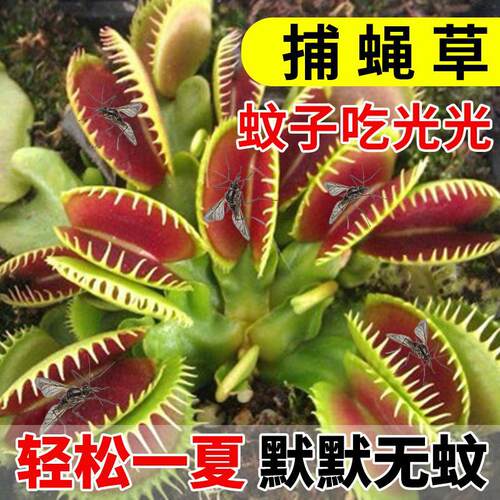 捕蝇草盆栽猪笼草苗食虫草捕蚊草