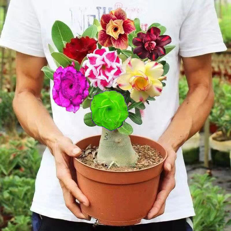 沙漠玫瑰盆栽四季开花好养重瓣老