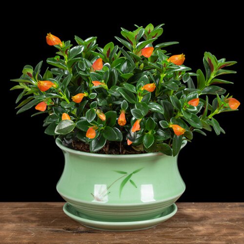 金鱼花吊兰盆栽四季观花易活金鱼草阳台精品绿植净化空气吸甲醛