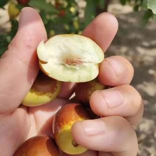 金丝枣树苗特大南方北方种植盆栽嫁接枣树苗庭院当年结果甜枣树苗