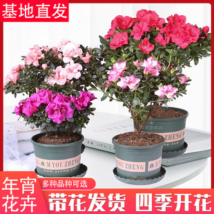 杜鹃花苗比利时西洋映山红小桃红老桩大棵带花苞杜鹃盆栽花期久