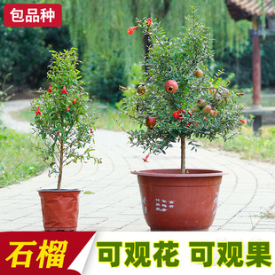 观赏石榴花苗花期久植物盆栽室内带土盆景室外庭院阳台绿植花卉