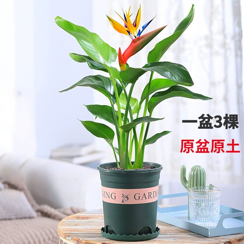 天堂鸟鹤望兰苗室内大型绿色植物带花苞四季常青客厅绿植花卉盆栽图片
