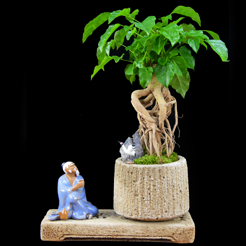 绿宝树桩造型微盆景平安树幸福树小盆栽办公室内观叶常绿水培植物