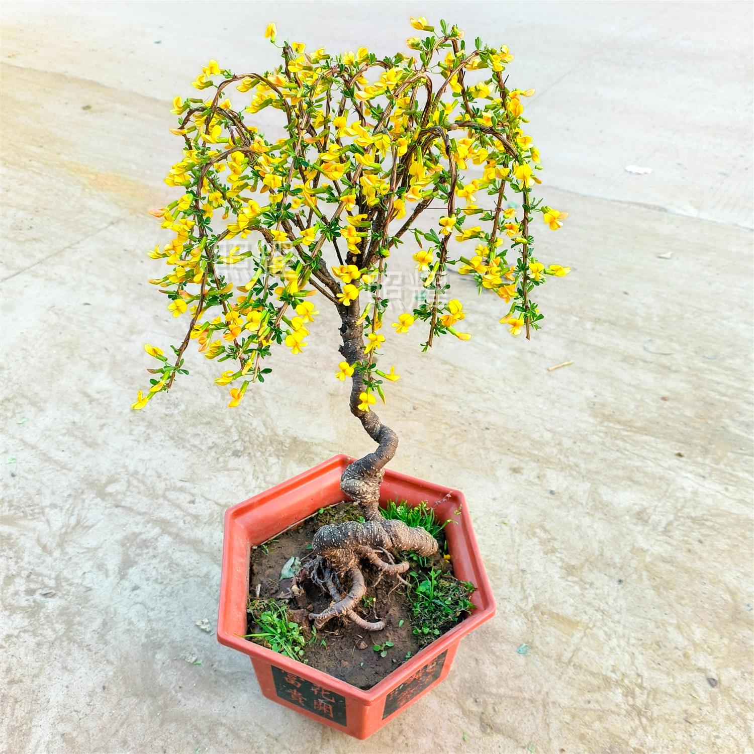 食用金雀花樹苗盆栽黃金雀陽臺庭院種植南雀耐寒植物陽雀花錦雞兒