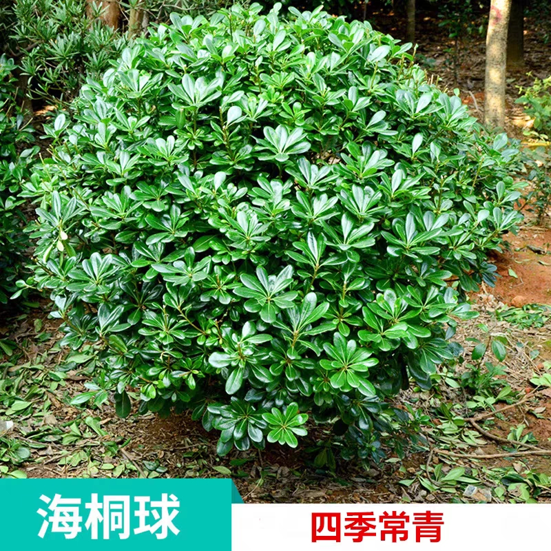 海桐树苗庭院绿化四季常青气味芳香海桐球耐寒植物行道围墙绿篱笆