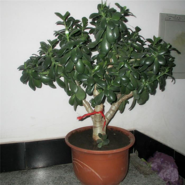 绿植玉树燕子掌客厅盆栽苗包邮