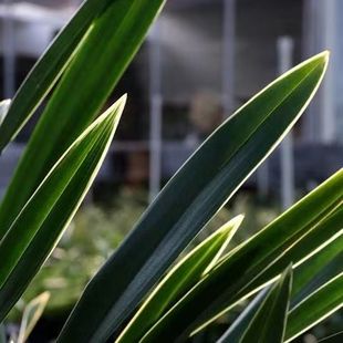 【名贵好养】金边墨兰企黑兰花兰苗企黑爪室内绿植盆栽花卉兰草