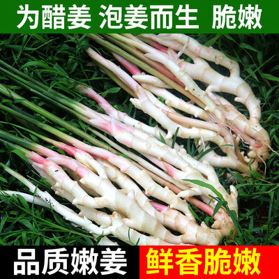 四川乐山犍为本地现挖带泥新鲜嫩姜嫩仔姜