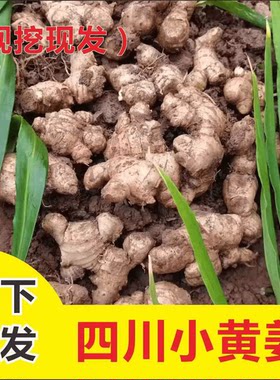 四川小黄姜生姜新鲜现挖老姜食用小黄姜