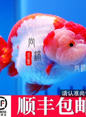 精品兰寿金鱼小苗大鱼观赏鱼娃娃脸红白玉兔练手波妞潘氏渔场直发