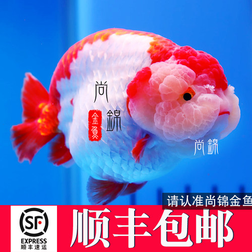 兰寿淡水兰寿顺丰包邮