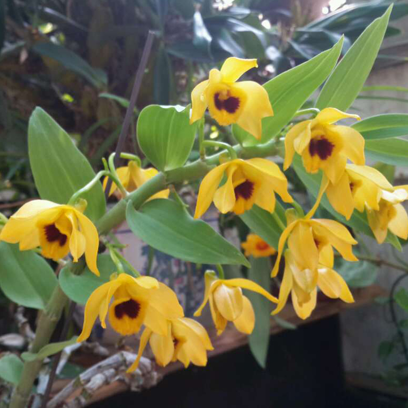 【落雨惊鸿石斛板植】好前景 铁皮石斛苗石斛鲜条石斛枫斗石斛花