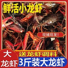 3斤包邮江苏小龙虾鲜活4567钱清水养殖水产活体新鲜特大青红活虾