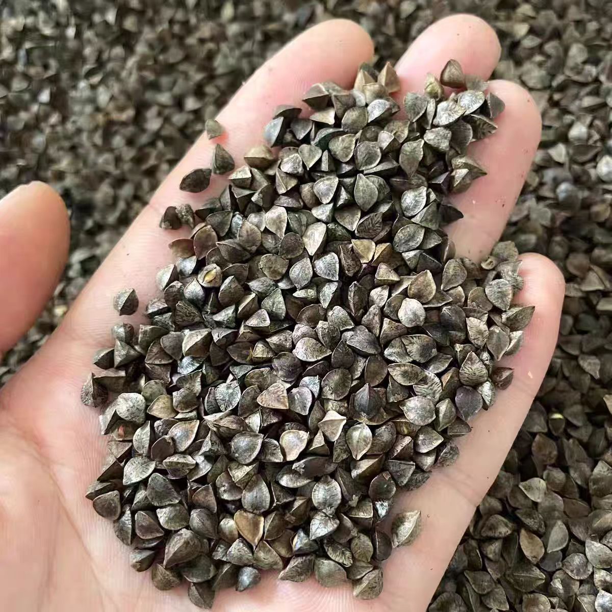 新货黑豆农家自产小黑豆