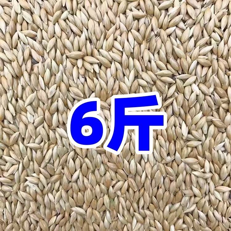 6斤加纳利子新货鹦鹉鸟食油尖粟白尖粟鸟粮虎皮牡丹玄凤文鸟混粮