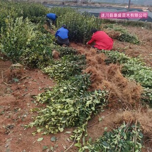油茶苗高产嫁接油茶树苗白花山茶油树苗大果中果江西长林湘林系列
