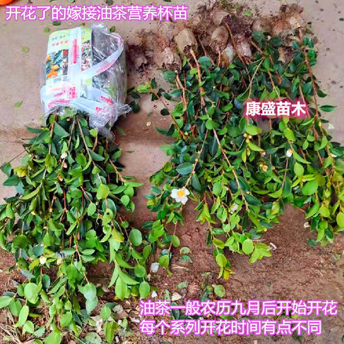高产嫁接油茶苗油茶树苗茶油苗白花山茶油江西长林湘林系列品种好