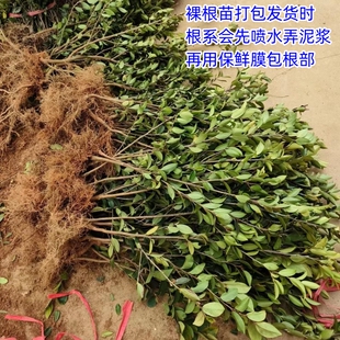 油茶树苗高产嫁接油茶苗白花山茶油树苗油茶树苗营养袋苗杯苗江西