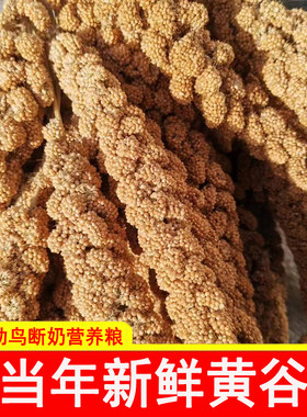 新谷穗天然小米穗鹦鹉零食带壳谷子鸟粮仓鼠粮饲料逗鼠棒造景装饰