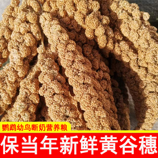 新谷穗天然小米穗鹦鹉零食带壳谷子鸟粮仓鼠粮饲料逗鼠棒造景装 饰