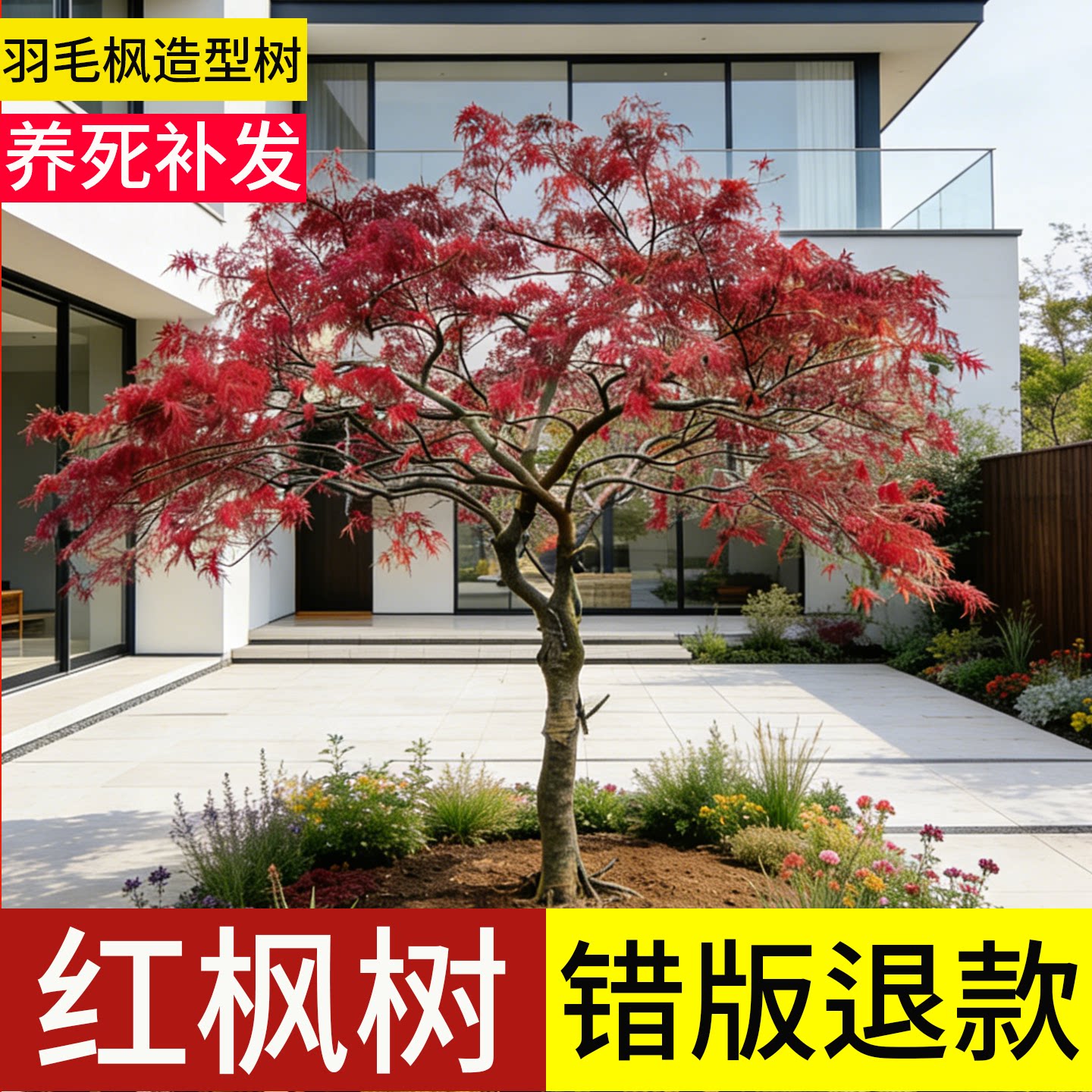 【顺丰包邮】羽毛枫造型树老桩图片