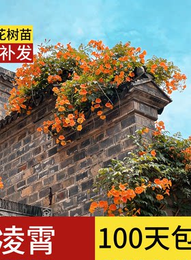 凌霄花爬藤大苗特特大号四季耐寒老桩美国盖伦夫人庭院棒棒糖树苗