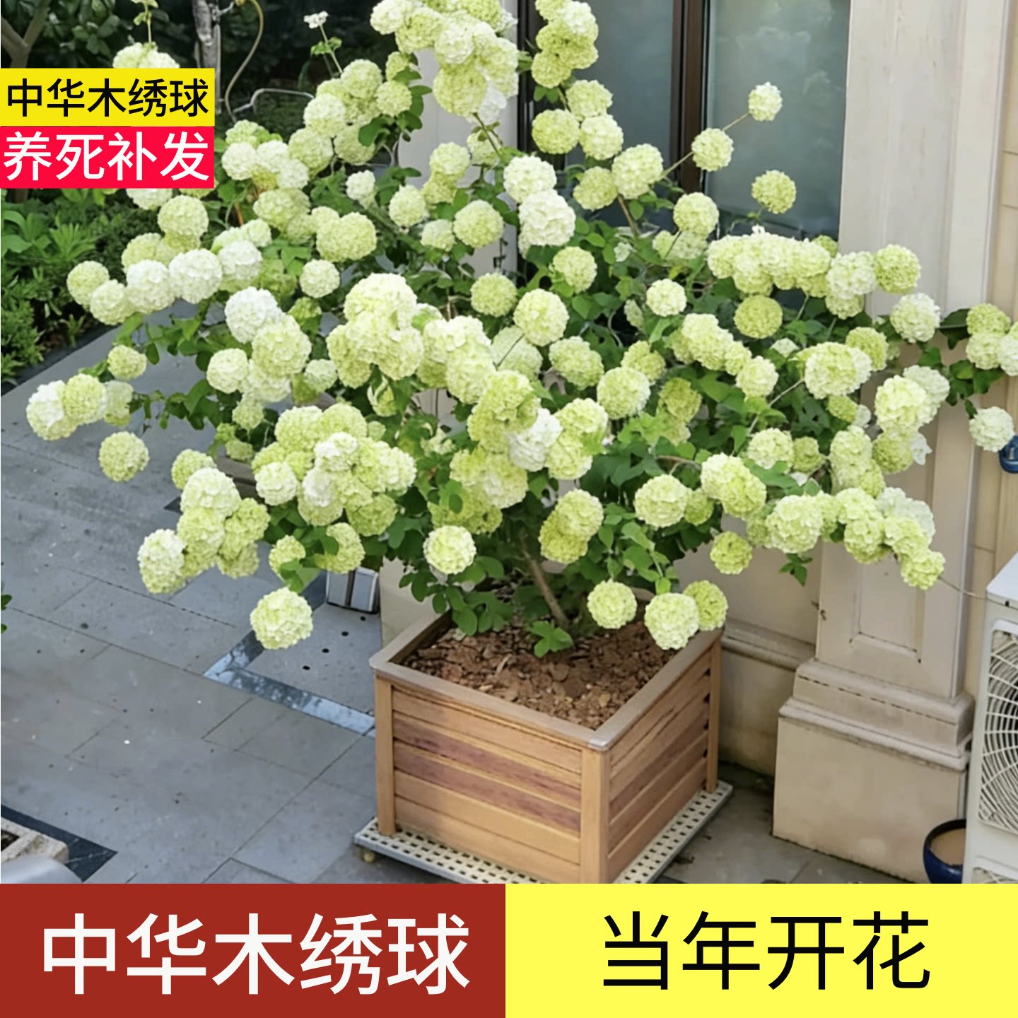 中华木绣球树庭院老桩树苗带花苞大花斗球大树棒棒糖独杆地栽耐寒图片