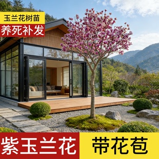玉兰花树树苗带花苞盆栽耐寒矮化庭院地栽北方耐寒室外大型特大号
