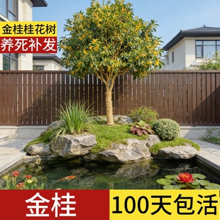 金桂桂花树大树老桩盆栽大型庭院北方耐寒流苏嫁接状元红地栽树苗