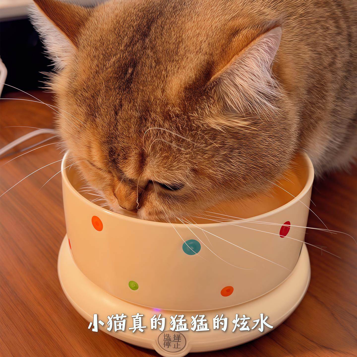 恒温加厚陶瓷猫碗大口径不易打翻宠物喝水碗护颈椎保温加热饮水器,宠物/宠物食品及用品,饮水器/水壶/水头,淘宝优惠券,粉丝福利购,淘宝优惠卷