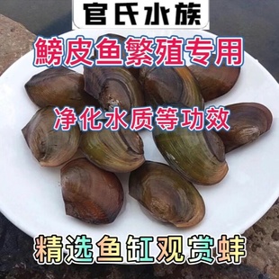 鳑鲏繁殖河蚌 净化水质鱼缸宠物观赏黄金蚌鲜活河蚌专鲜活淡水