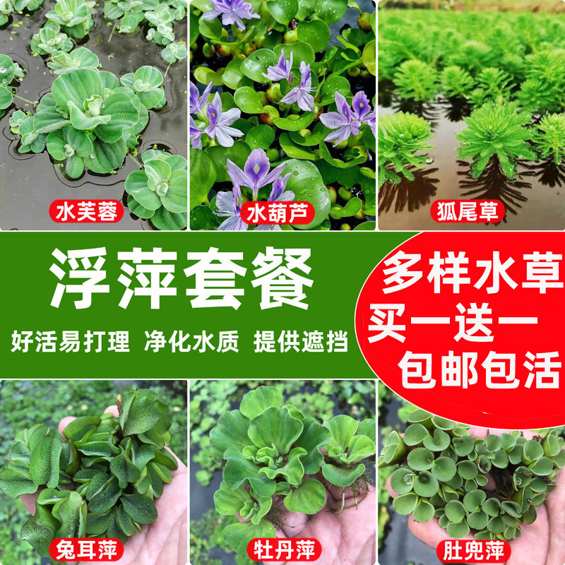 养鱼养龟鱼缸小浮萍水草水芙蓉水培水生植物种子龟缸绿植水族造景