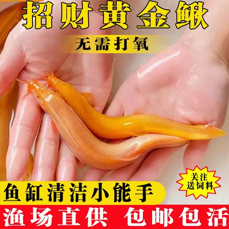 黄金泥鳅冷水观赏鱼缸清洁鱼工具鱼练手鱼淡水鱼金龙鳅招财黄金鳅