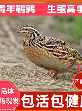 鹌鹑鸟活苗天天下蛋鹌鹑小鸡活物阳台可养产蛋青年繁殖鹌鹑鸟活体