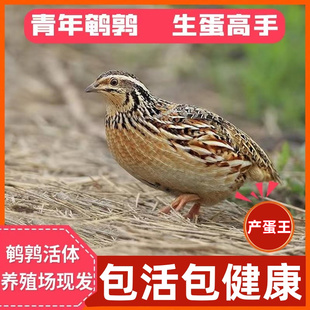 鹌鹑鸟活苗天天下蛋鹌鹑小鸡活物阳台可养产蛋青年繁殖鹌鹑鸟活体
