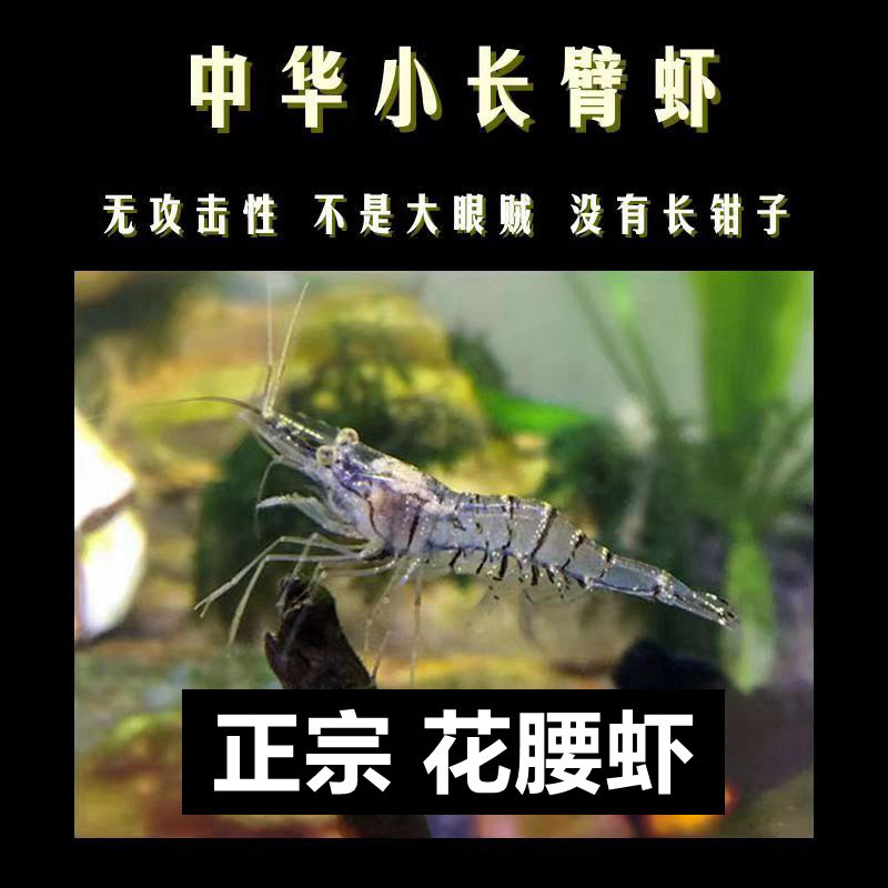中华小长臂虾淡水观赏虾除藻虾丝藻钢毛藻清洁工具虾河虾非大眼贼