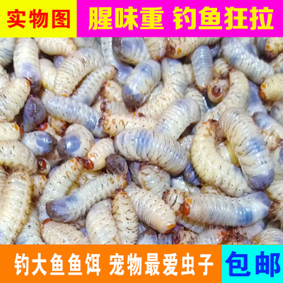蛴螬老母虫活体金龟子幼虫鱼饵黑坑野钓鲶鱼黄辣丁鲫鲤鱼草鱼饵料